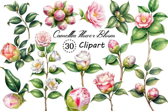 Camellia Flower Bloom PNG Clipart: Elevate Your Designs